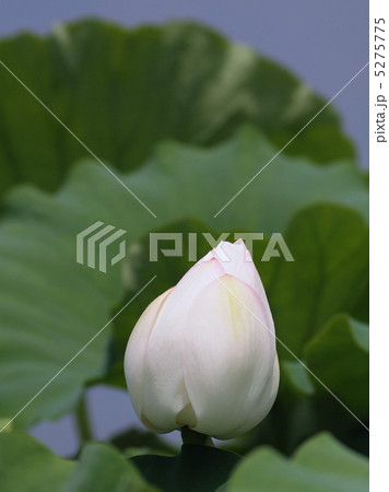 清楚な白いハスの花 清楚な白いハスの花 5275775