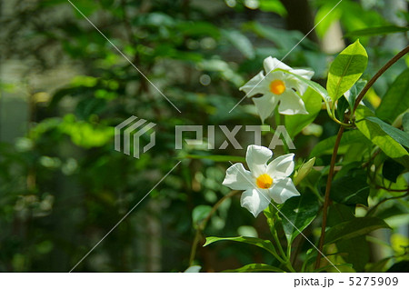 7月 マンデビラ・キョウチクトウ科09 7月 マンデビラ・キョウチクトウ科09 5275909