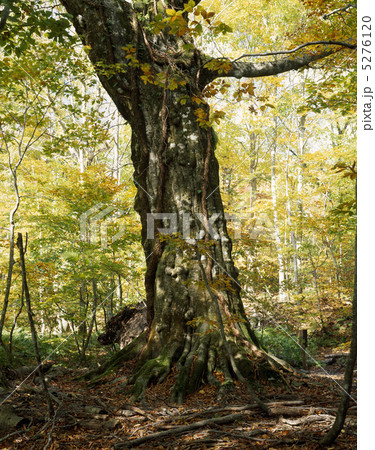 白神山地のブナの木 白神山地のブナの木 5276120