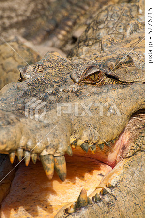 ワニの顔 5276215