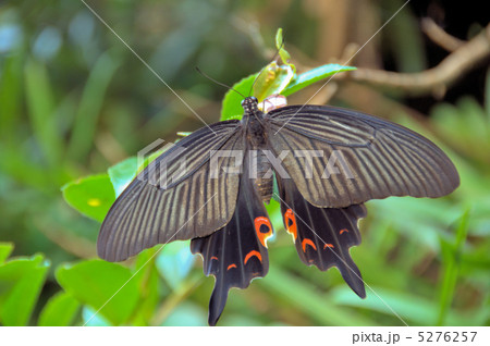クロアゲハ クロアゲハ 5276257