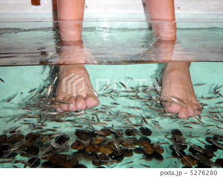 ドクターフィシュ 5276280