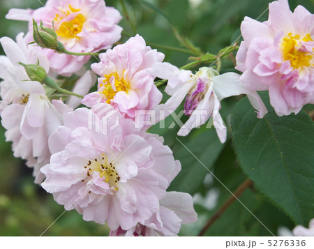 ポールズ・ヒマラヤン・ムスク・ランブラー ポールズ・ヒマラヤン・ムスク・ランブラー 5276336