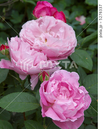 メアリー・ローズ メアリー・ローズ 5276337