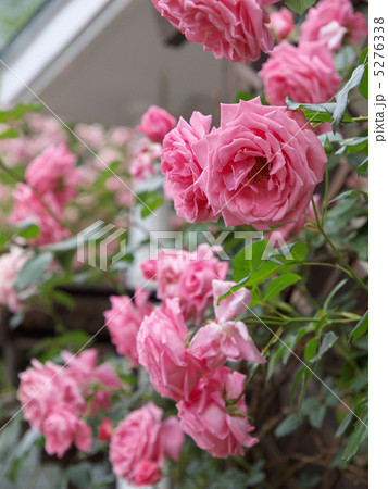 コーラル・ドーン 5276338