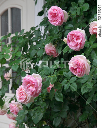 ピエール・ドゥ・ロンサール 5276342