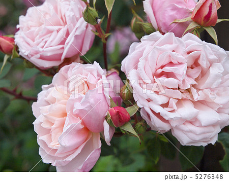 アルベルティーヌ アルベルティーヌ 5276348