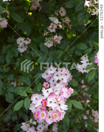 バレリーナ 5276349