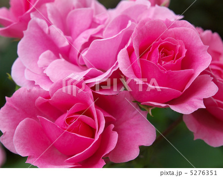 ロイヤル・ボニカ 5276351