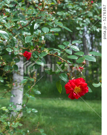 ヘンリー・ケルセイ ヘンリー・ケルセイ 5276367