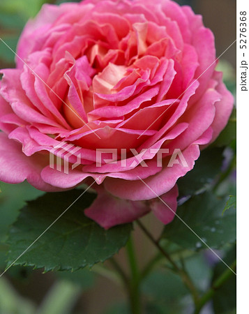 ジュビリー・セレブレーション 5276368