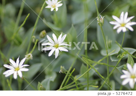 花壇に咲いている白くて小さな花　ガーデニング 5276472