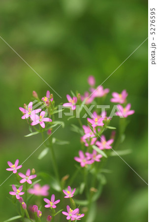 ハナハマセンブリ 5276595