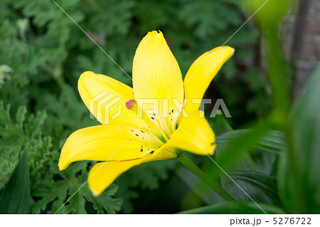 黄色のカサブランカ 5276722