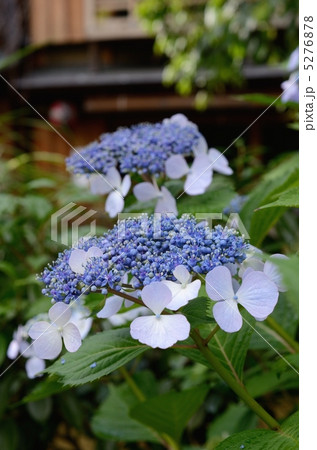 祇園白川の額紫陽花 祇園白川の額紫陽花 5276878