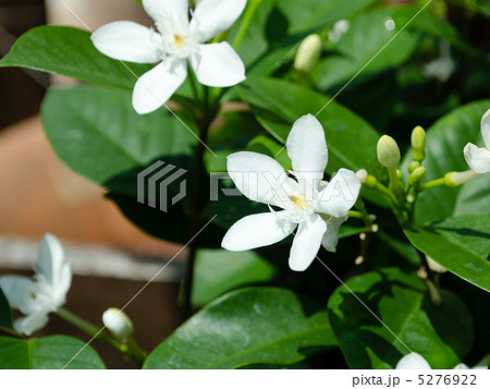 セイロン・ライティア 5276922