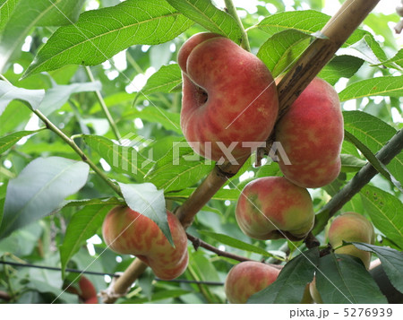 大紅蟠桃 大紅蟠桃 5276939