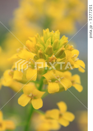 ハルザキヤマガラシ ハルザキヤマガラシ 5277201