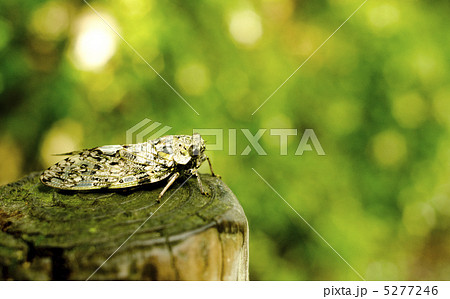 夏休み　 5277246