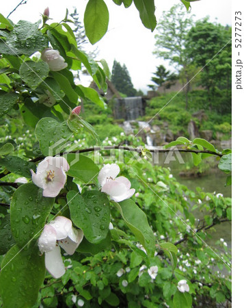 合掌造り民家園のリンゴの花 5277273