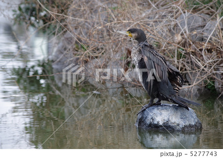 水辺の石の上で翼を広げて羽を乾かすカワウの姿 水辺の石の上で翼を広げて羽を乾かすカワウの姿 5277743