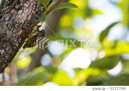 柿の木に留ったセミ 5277780