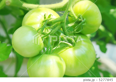 青トマト 5277845