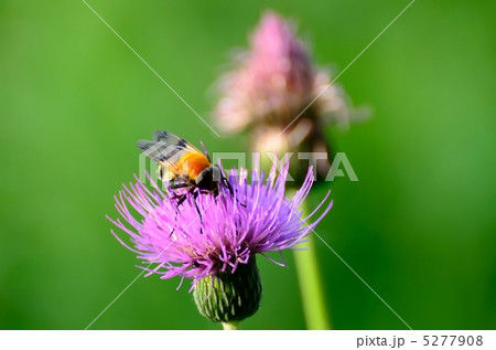オオハナアブとノアザミ 5277908