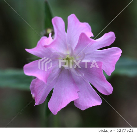 フクロナデシコ フクロナデシコ 5277923