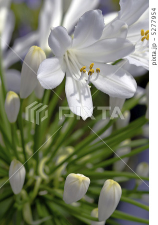 アガパンサスの花 アガパンサスの花 5277954