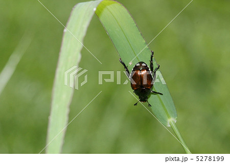 マメコガネ 5278199