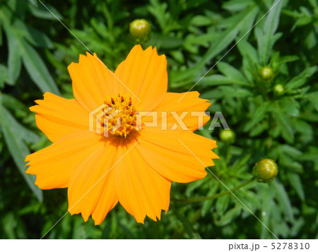 キバナコスモス（黄花秋桜） 5278310