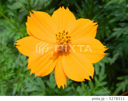 キバナコスモス（黄花秋桜） 5278311