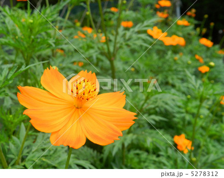 キバナコスモス（黄花秋桜） 5278312