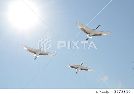 太陽を背に飛翔するタンチョウ 5278316