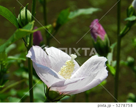 ムクゲ（木槿） 5278758