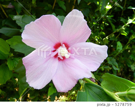 ムクゲ(木槿) ムクゲ(木槿) 5278759