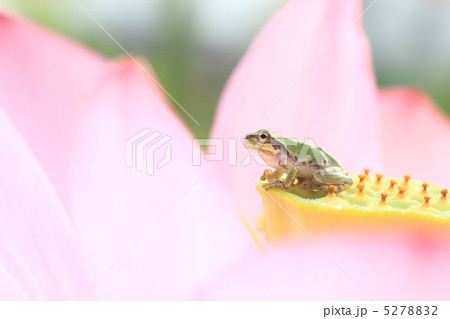アマガエル１５ 5278832