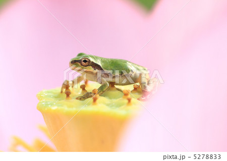 アマガエル１４ 5278833