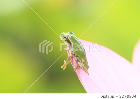 アマガエル１３ 5278834