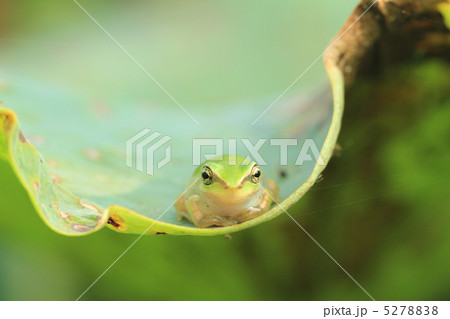アマガエル９ 5278838