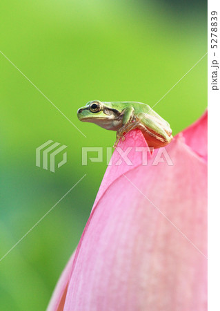 アマガエル８ 5278839