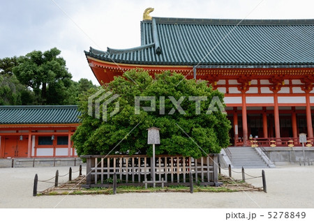 平安神宮、右近の橘と大極殿 5278849