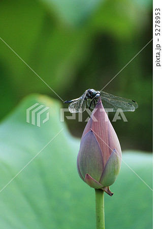 トンボ４ 5278953