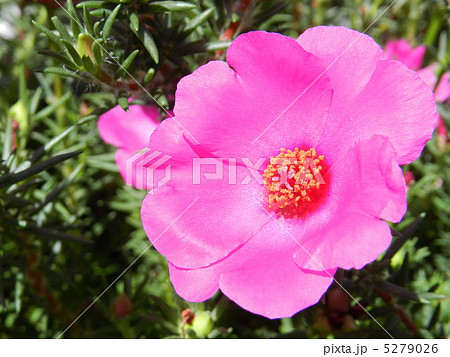 マツバボタン（松葉牡丹） 5279026