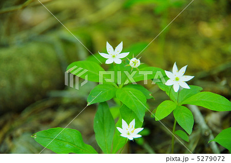 ツマトリソウ 5279072
