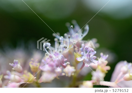ガクアジサイの両性花 5279152