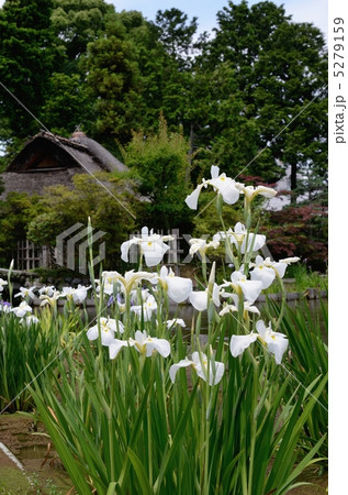 梅宮大社、池中亭の花菖蒲 5279159