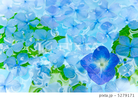 水に浮いたアジサイ 5279171