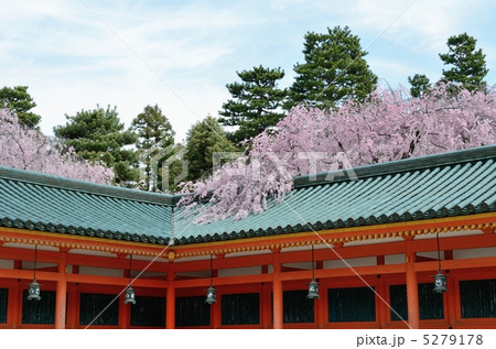 平安神宮、碧瓦と回廊の桜 平安神宮、碧瓦と回廊の桜 5279178